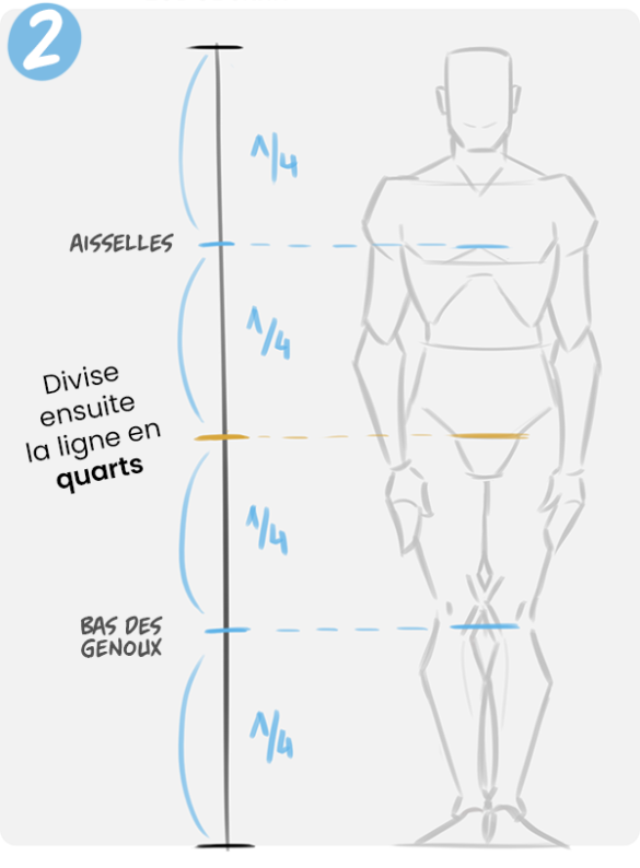 Zephy Dessiner Les Proportions Du Corps Humain Techniques