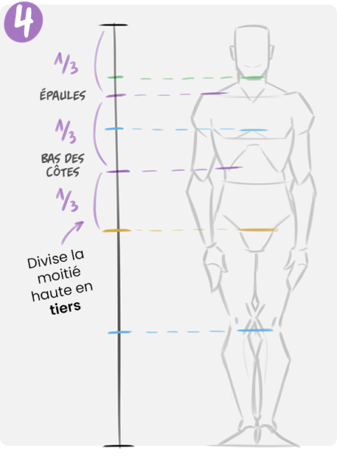 Zephy Dessiner Les Proportions Du Corps Humain Techniques