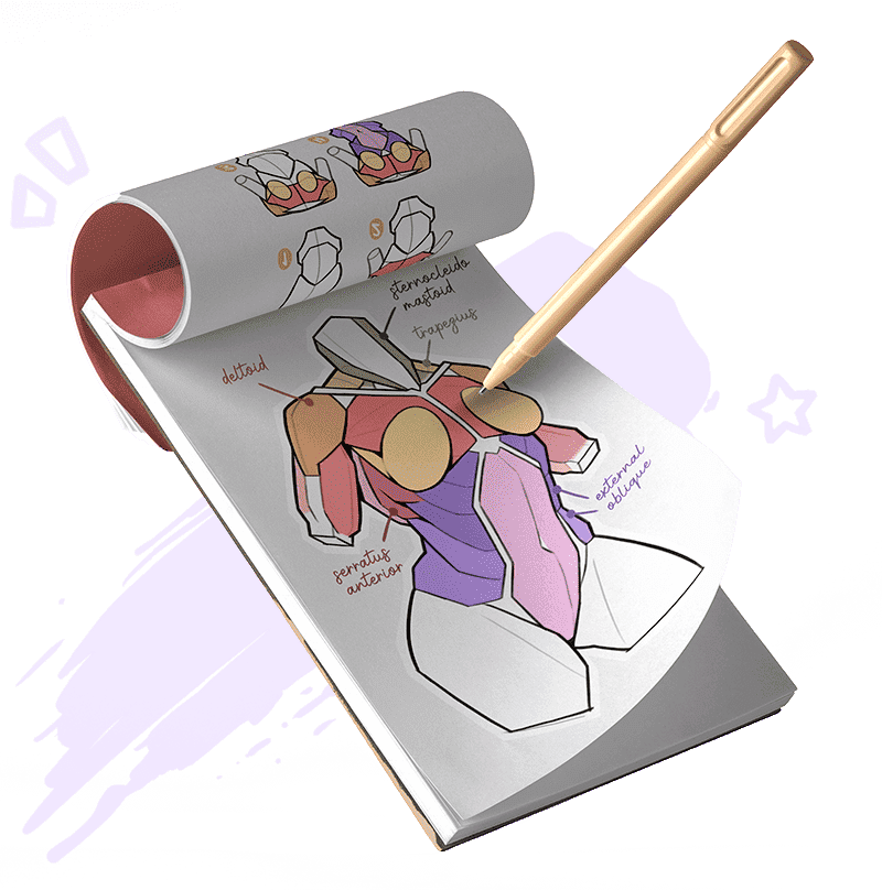 Notepad-anatomy-muscles.png