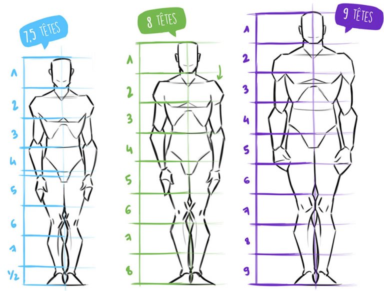 Zephy Dessiner Les Proportions Du Corps Humain Techniques