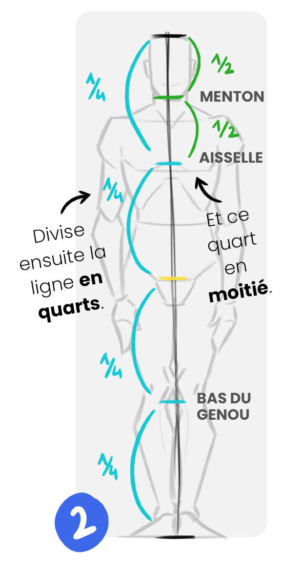 Comment Bien Dessiner Les Proportions Du Corps Humain Zephy