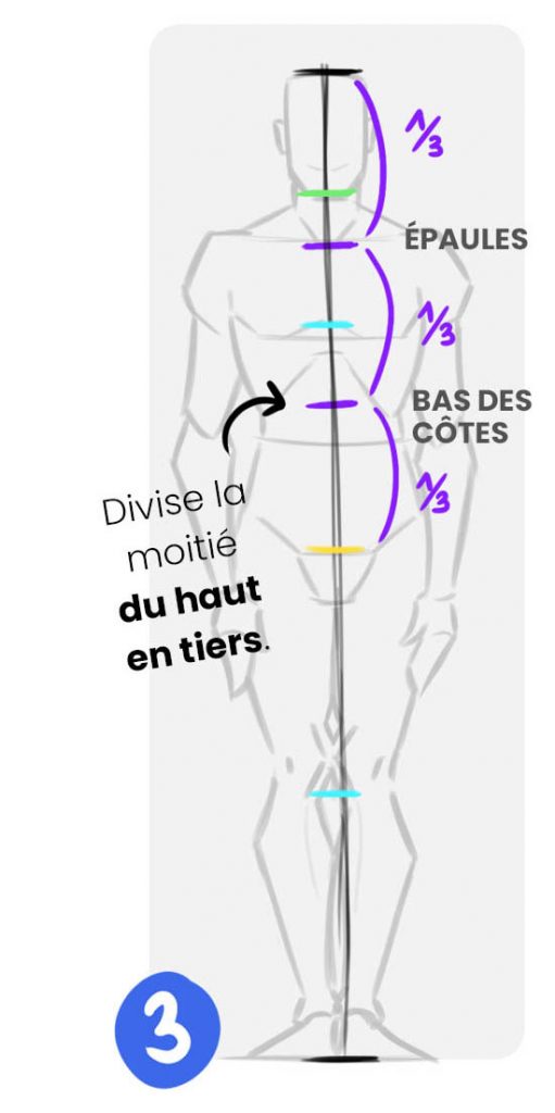 Comment Bien Dessiner Les Proportions Du Corps Humain Zephy