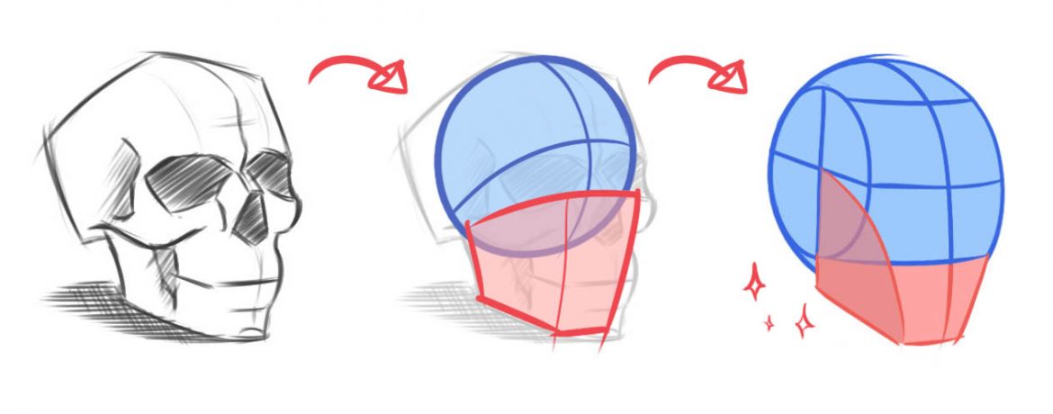 ZEPHY | Les Bases du Portrait : la Structure de la Tête